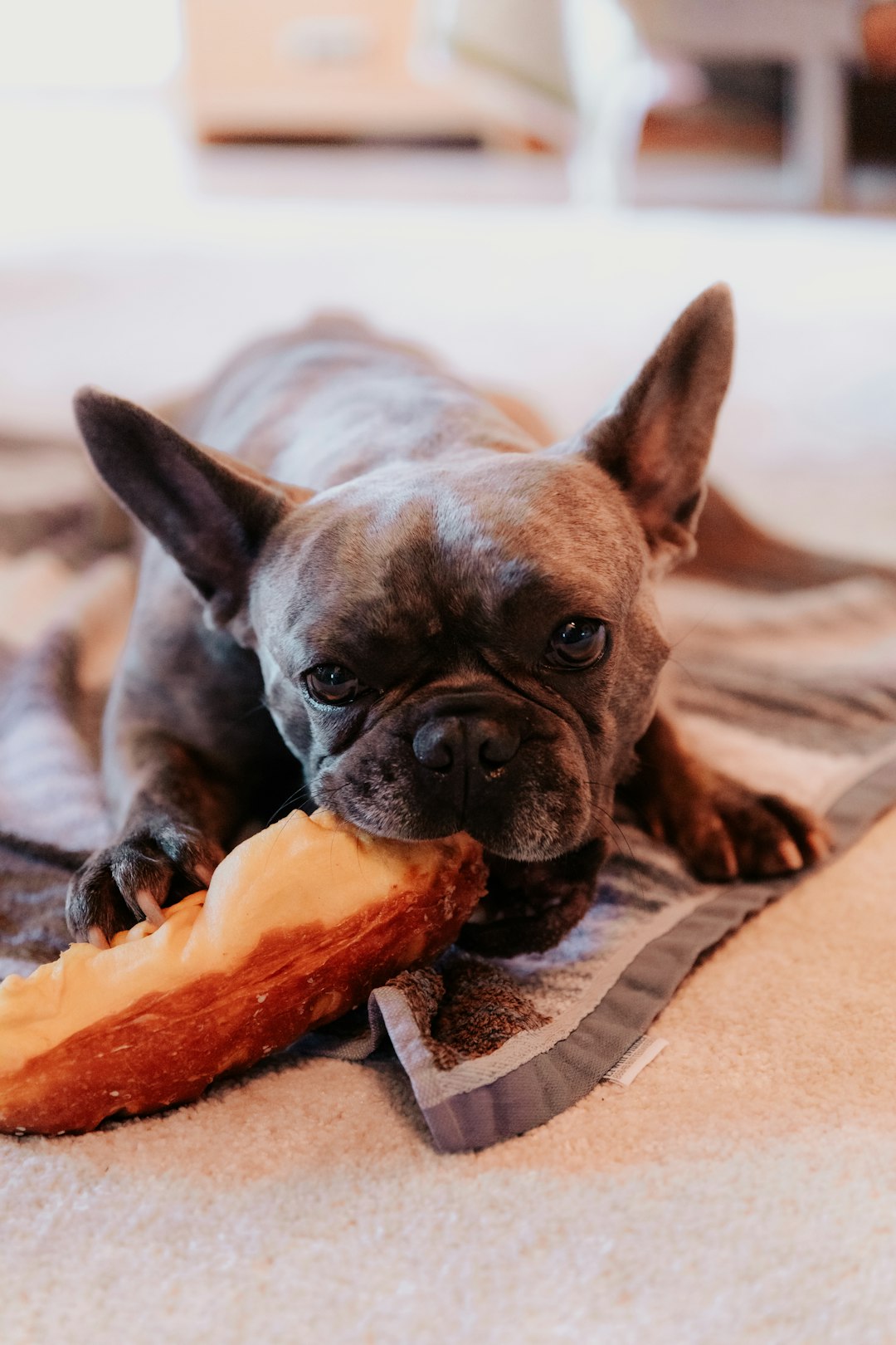 Healthy and Delicious: Grain-Free Goodies for Your Pup's Homemade Delights
