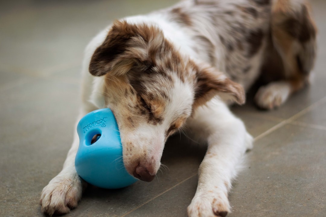 The Importance of Hydration for Your Furry Friend's Well-Being