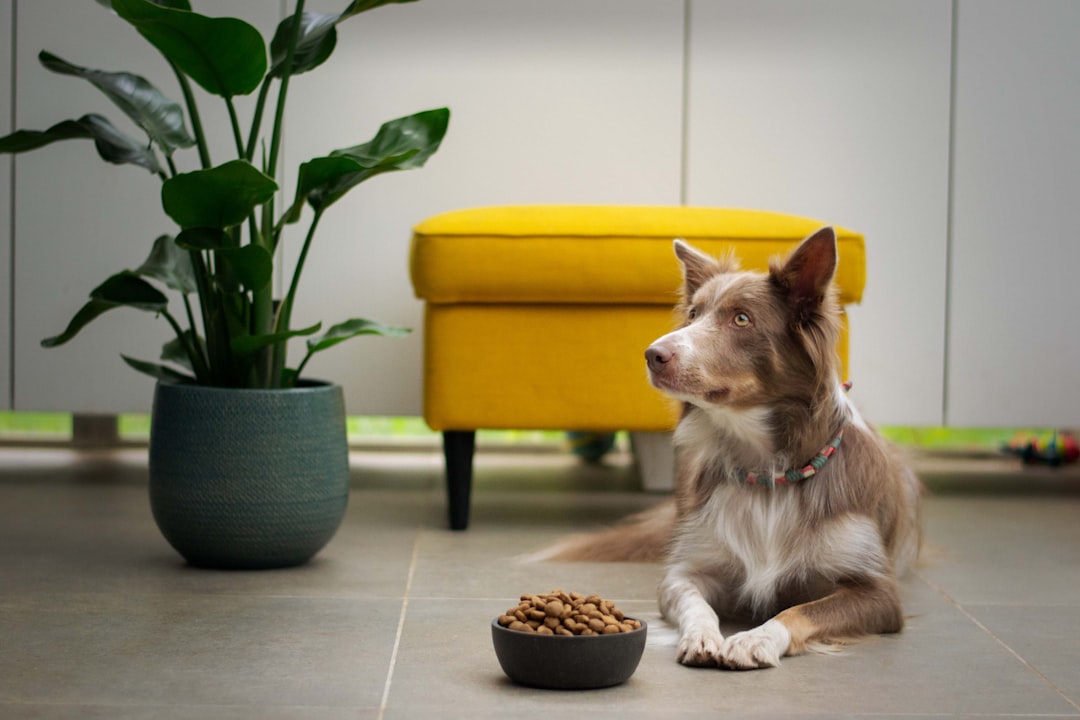 Solving Dog Allergies and Intolerances - A Guide to a Healthy Canine Diet