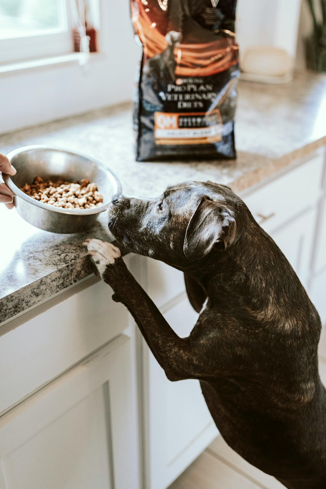 Unleashing Optimal Hydration for Your Canine Pal: A Key to Wholesome Nutrition